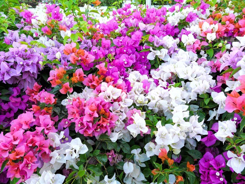 Vallarta Garden Club January Events