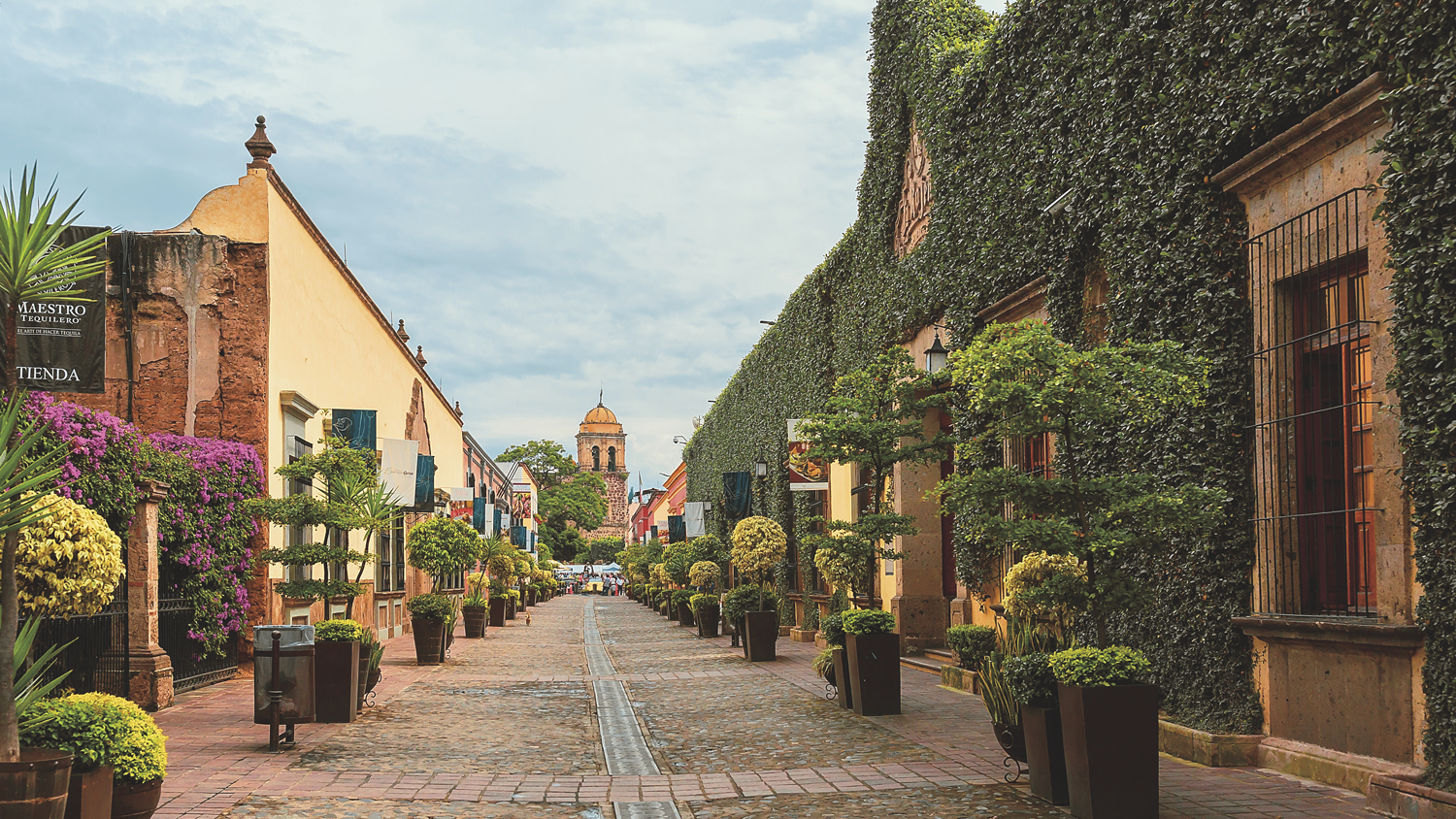 Tequila: La Tierra del Agave Azul