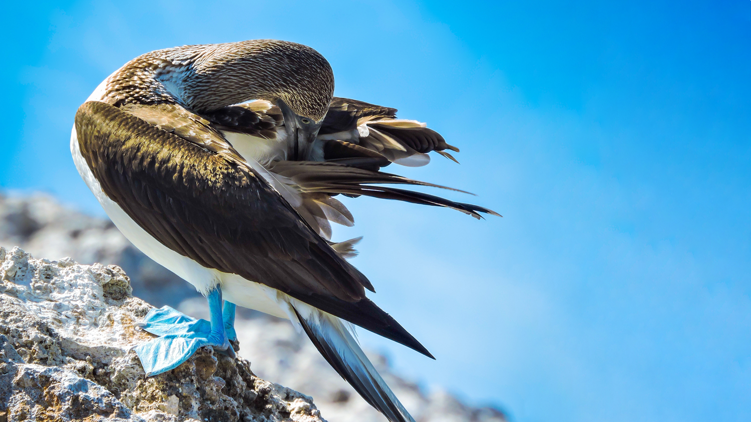El Pájaro Bobo de Patas Azules: Un Ícono de Vallarta · Nayarit