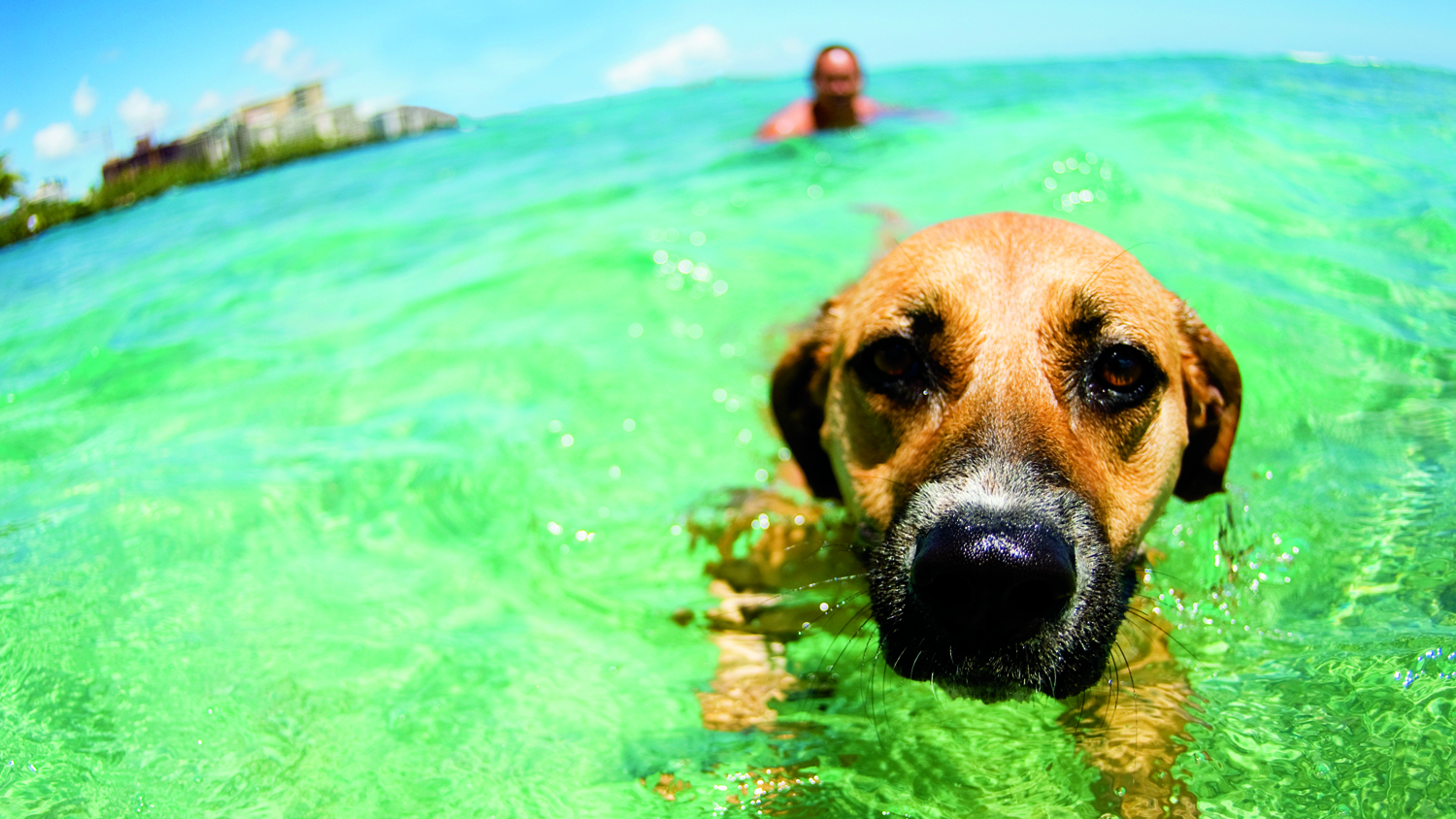 4 Formas de Ejercitarte con tu Mascota