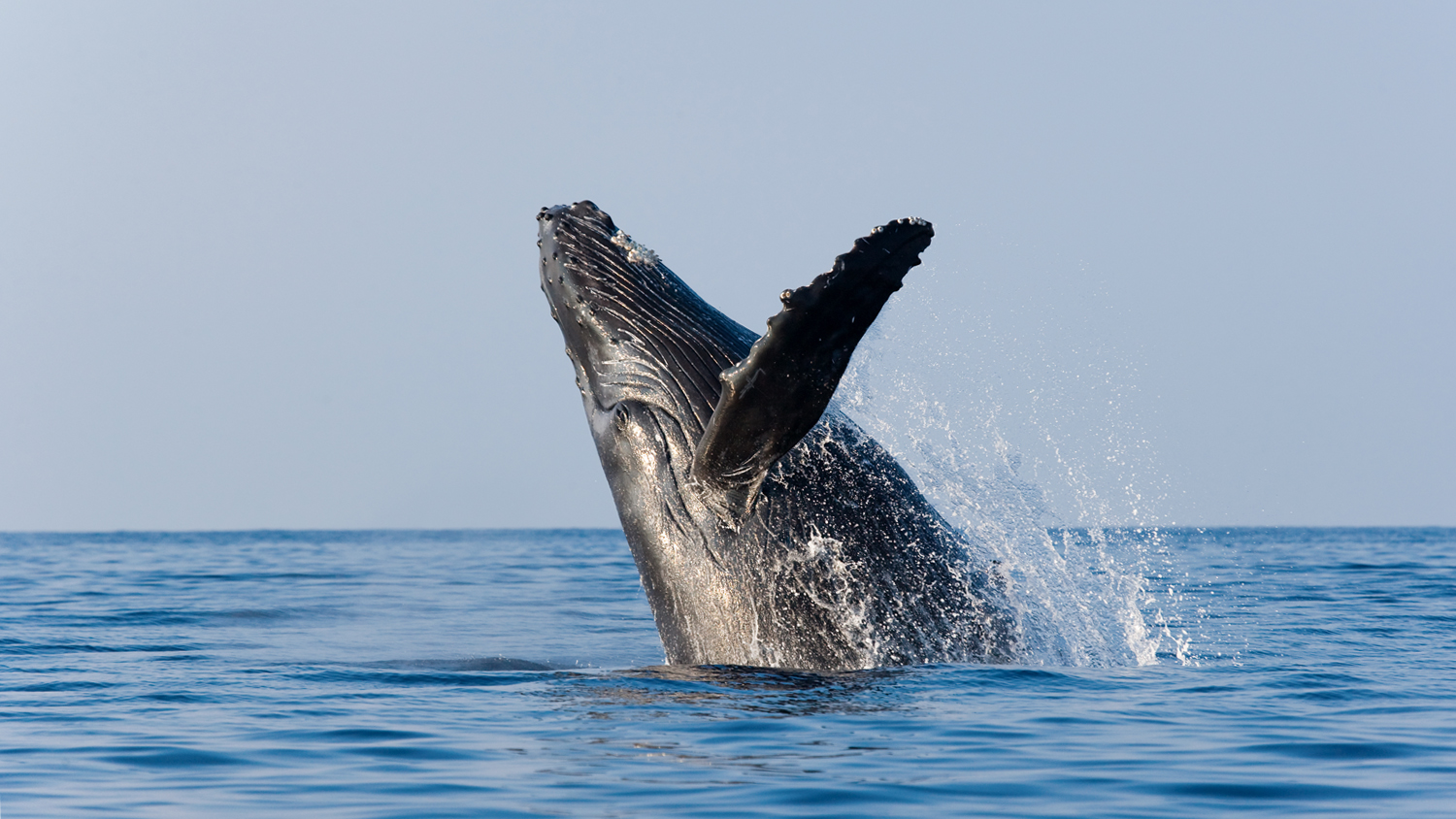 A WILD Connection Escuchó “El Canto de las Ballenas” en Riviera Nayarit