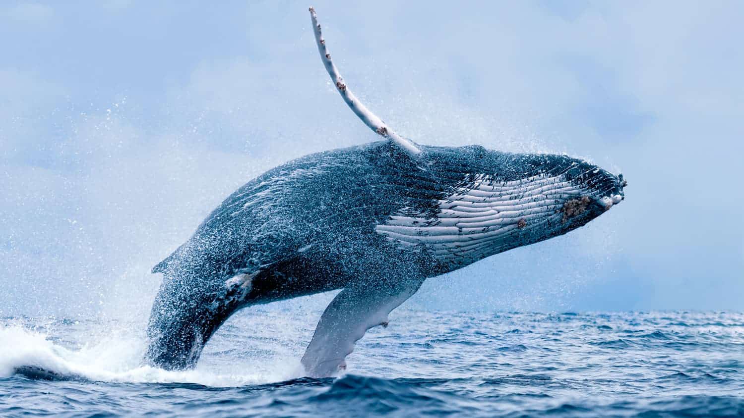Observa y Escucha a las Enigmáticas Ballenas Jorobadas