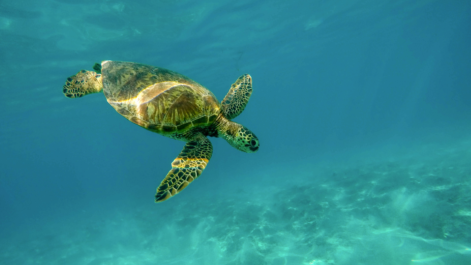 Playa Mayto: Hogar de uno de los Campamentos Tortugueros más Grandes de Jalisco