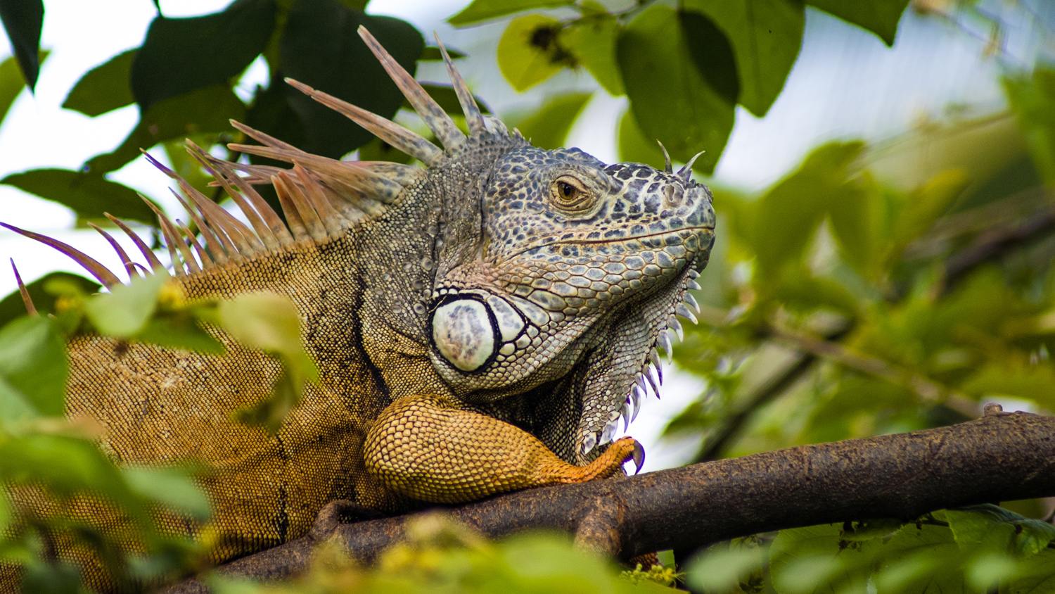 La Iguana Reina: Un Ícono de Vallarta · Nayarit
