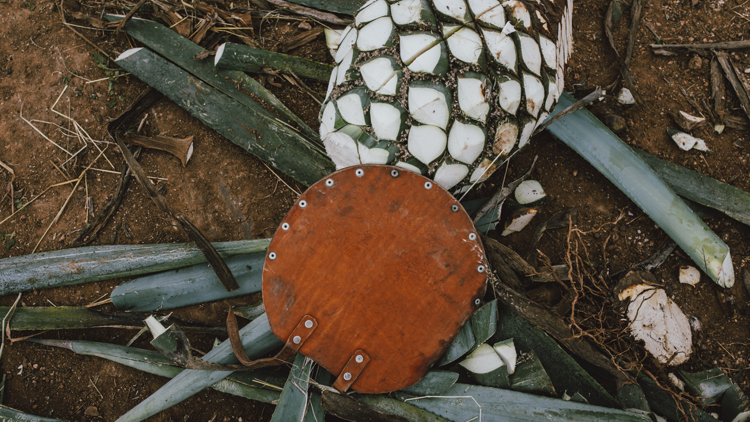 Anuncian la 5º Edición de Damajuana · Festival de Raicilla