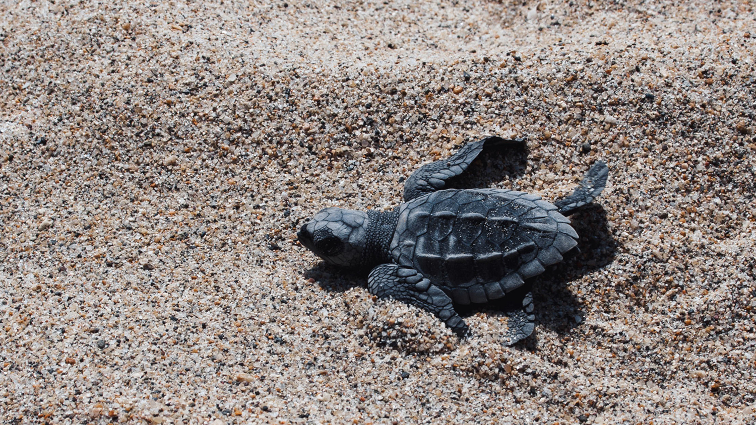 5 Campamentos Tortugueros en Puerto Vallarta