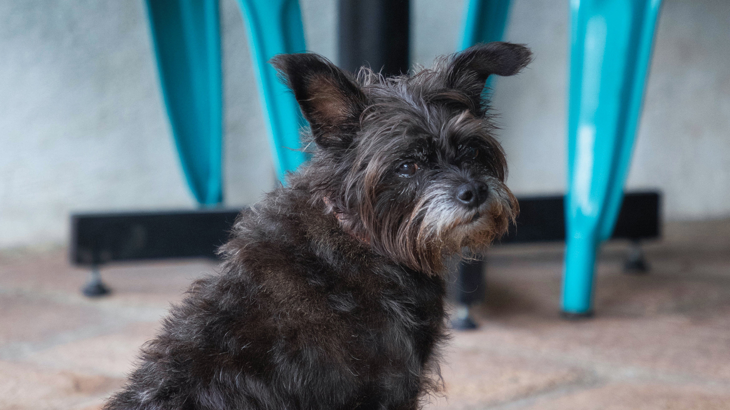 Pets Enjoying the Destination: A Sample of Our April-June 2022 Edition