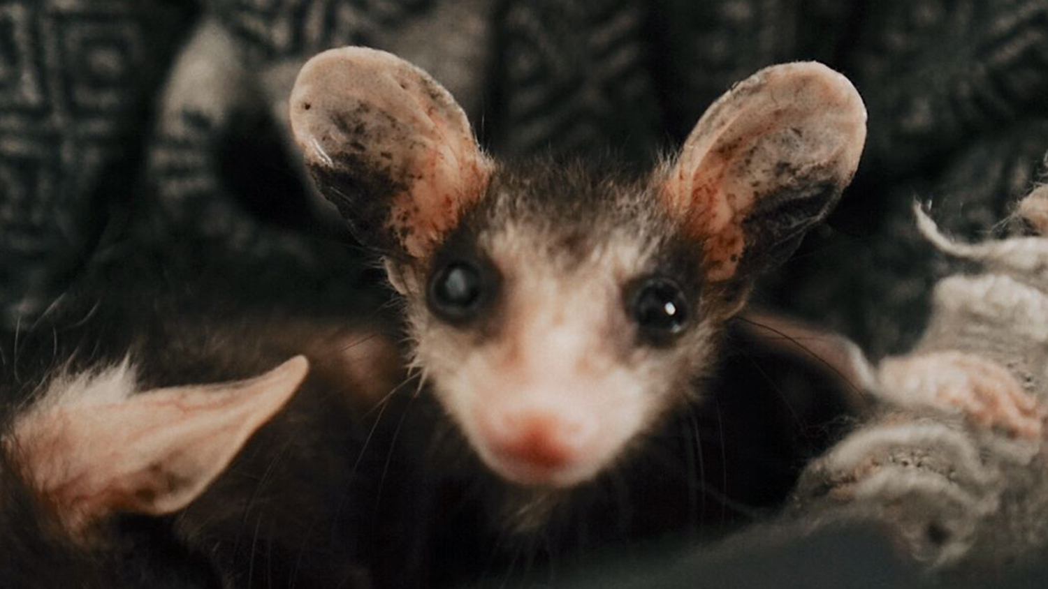 Anuncian Cena con Causa para Apoyar al Santuario de Cocodrilos “El Cora”