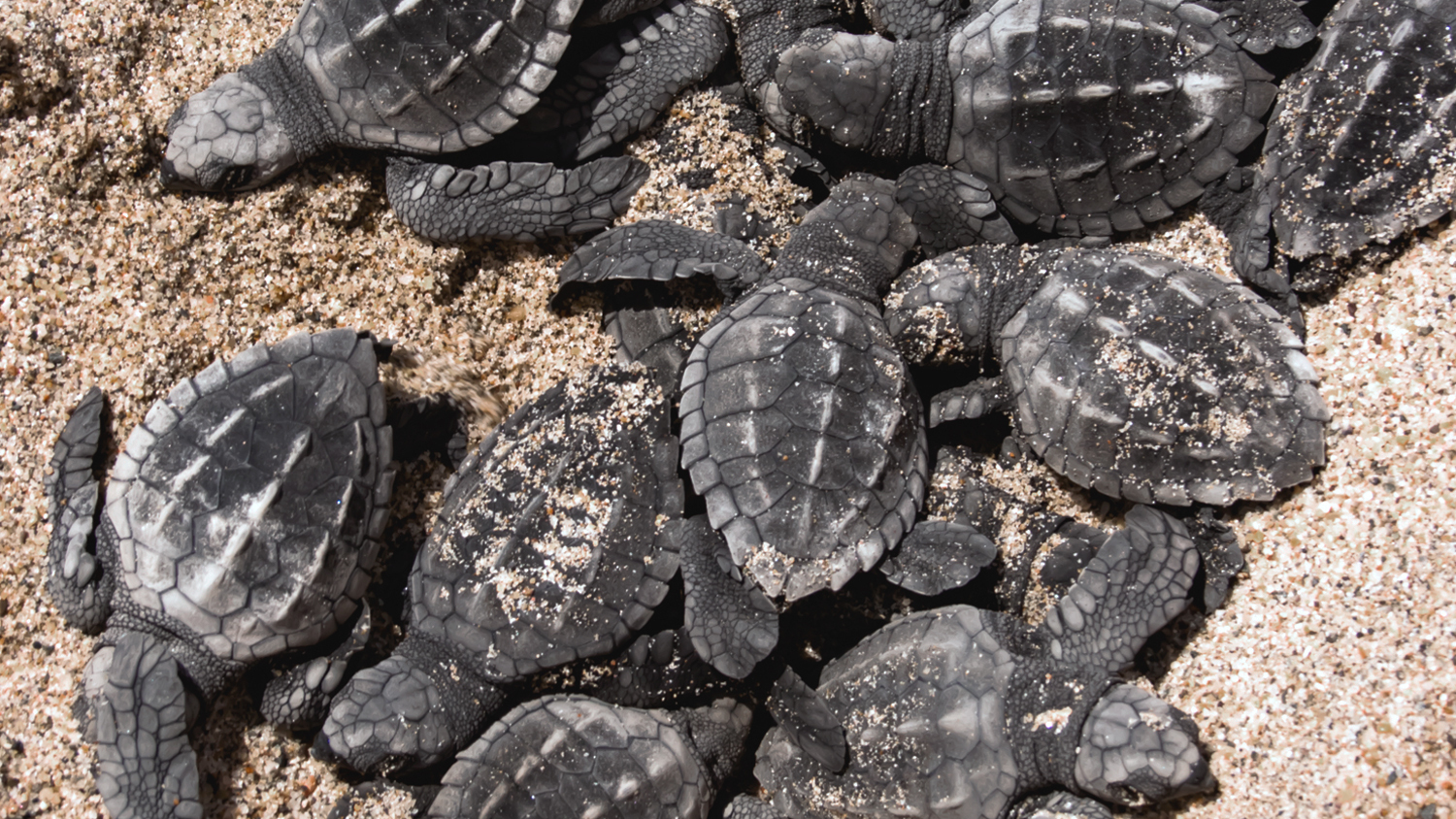 Liberan 50 Mil Crías de Tortugas Marinas en Puerto Vallarta