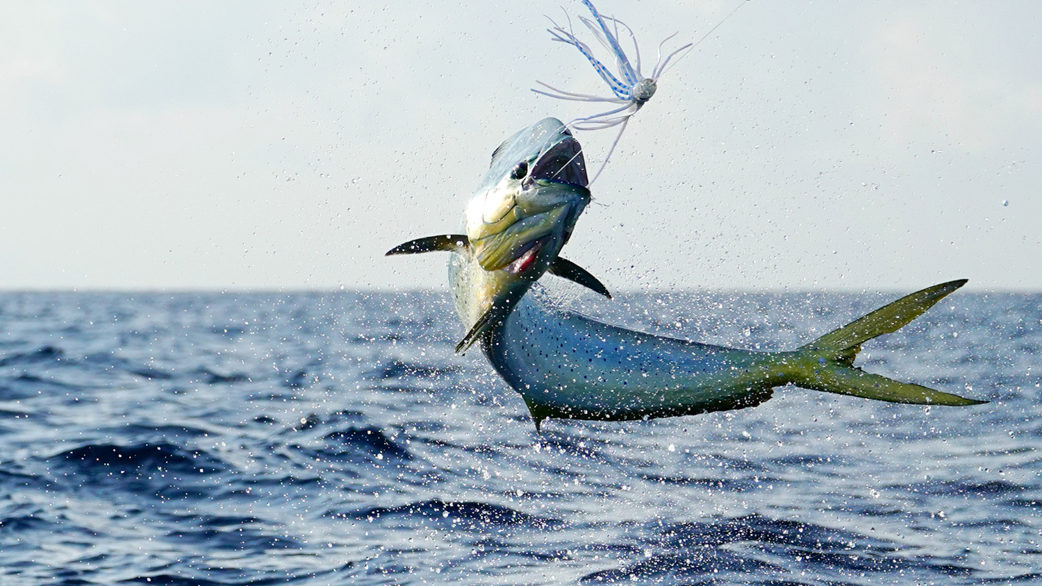 67º Torneo Internacional de Pesca de Puerto Vallarta