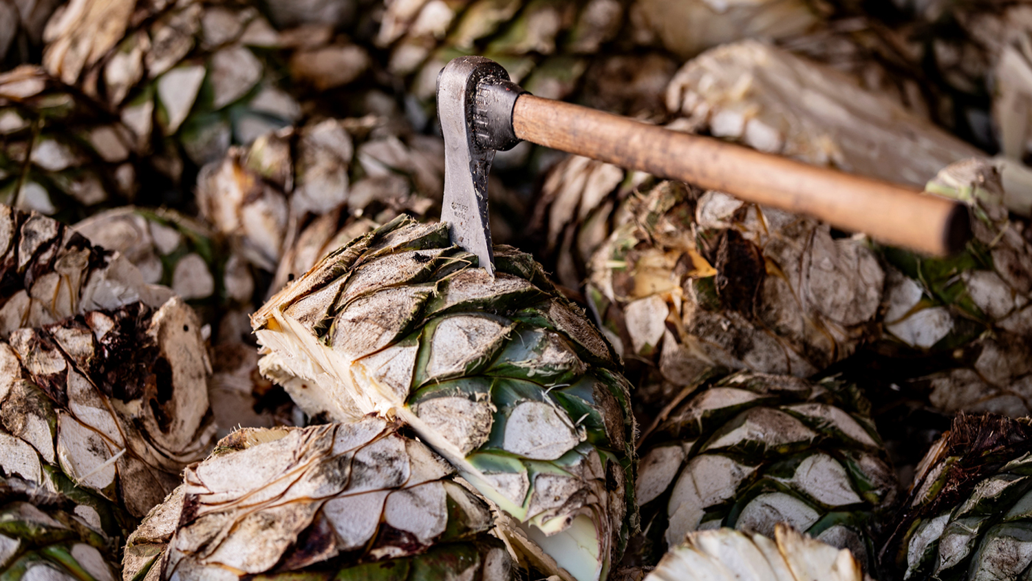 Anuncian el Festival de la Raicilla, Mezcal y Cerveza Artesanal en La Cruz de Huanacaxtle