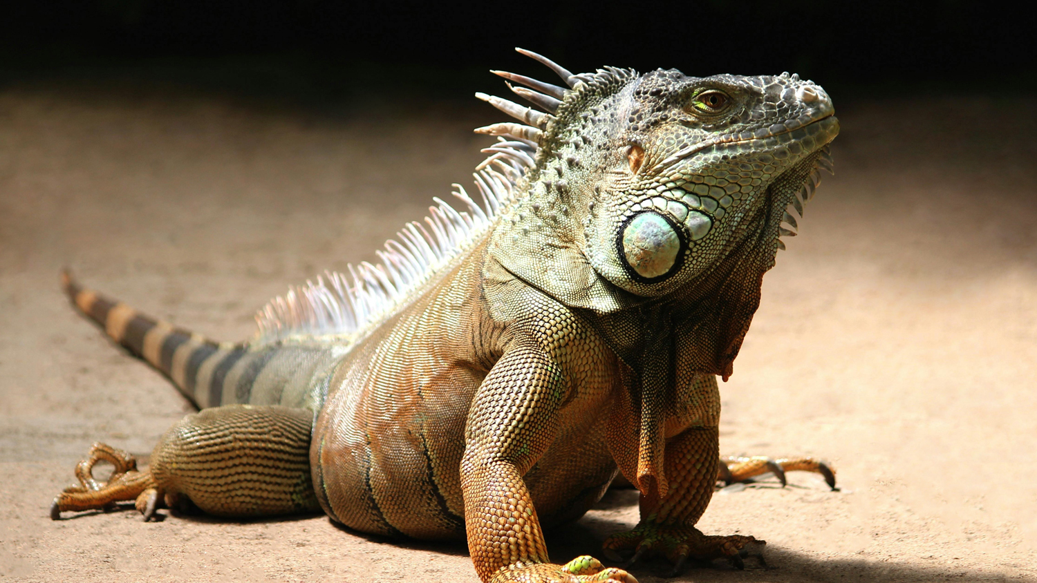 La Noche de la Iguana: Celebran el 60º Aniversario de su Filmación