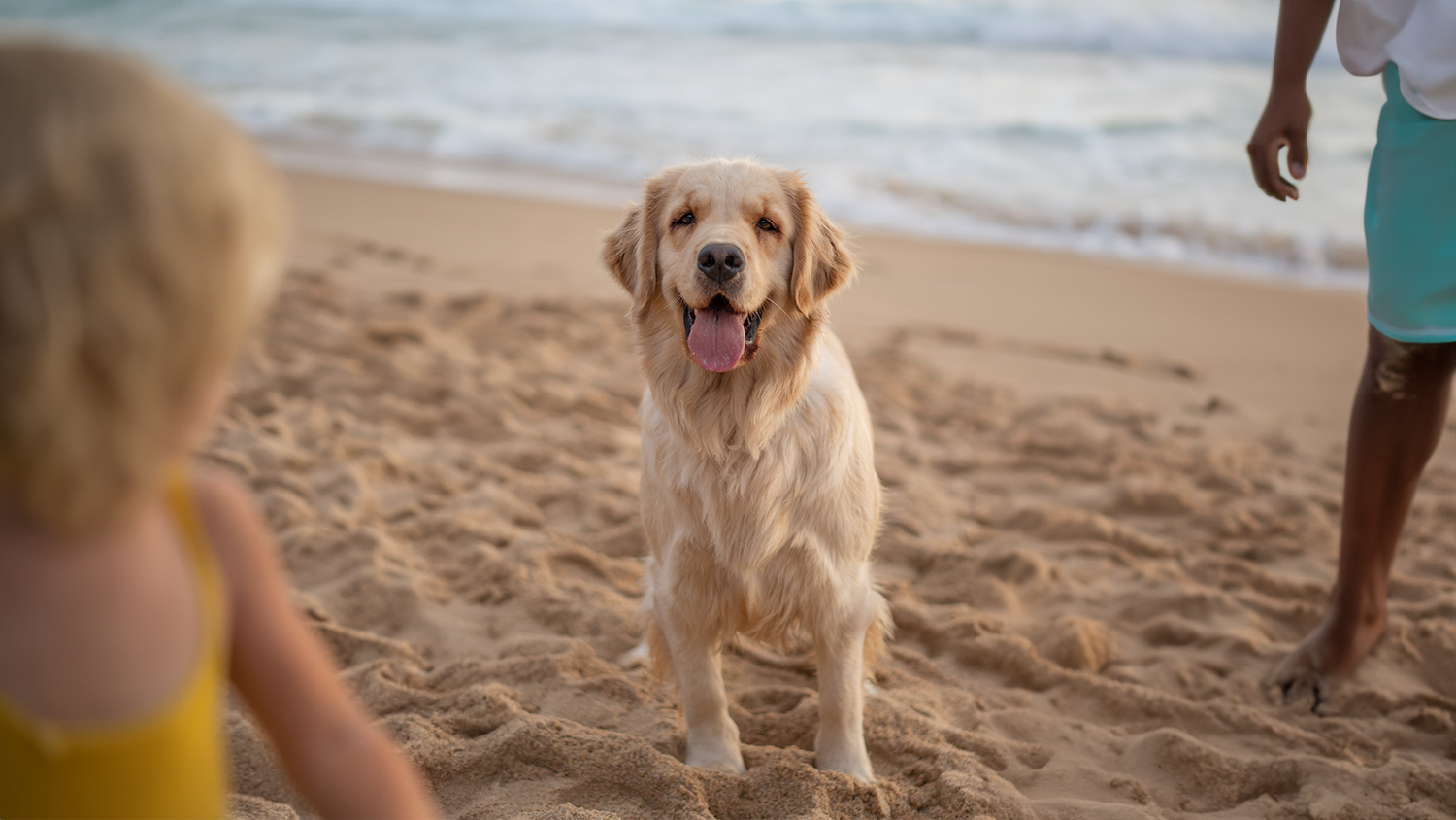 Disfruta de Vallarta · Nayarit con tu Mascota: Consejos para un Viaje Seguro
