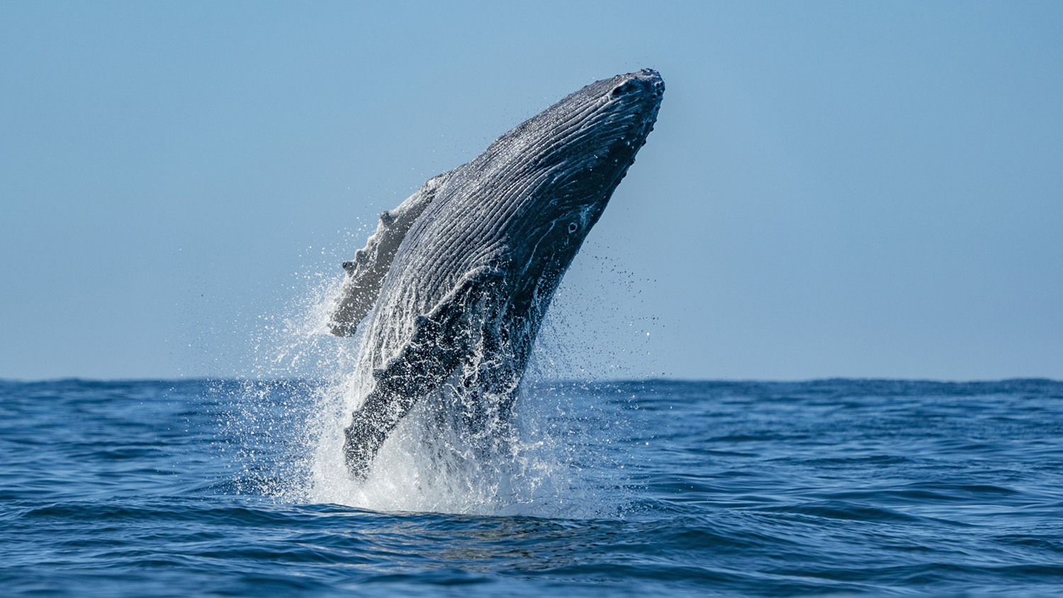 Nado por las Ballenas 2023: Un Cruce Épico por la Conservación