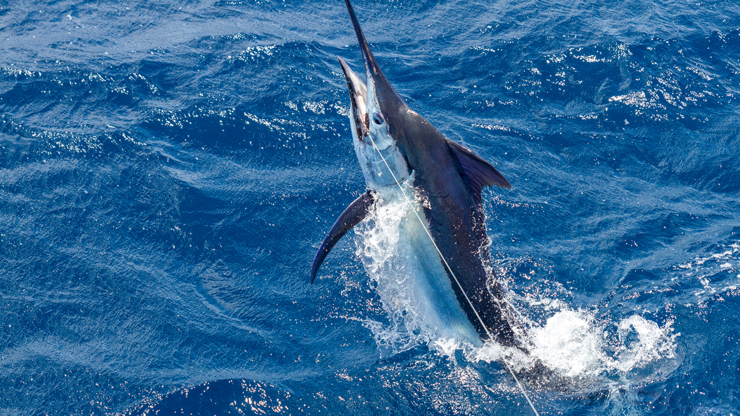 Ganadores del 67º Torneo Internacional de Pesca de Puerto Vallarta