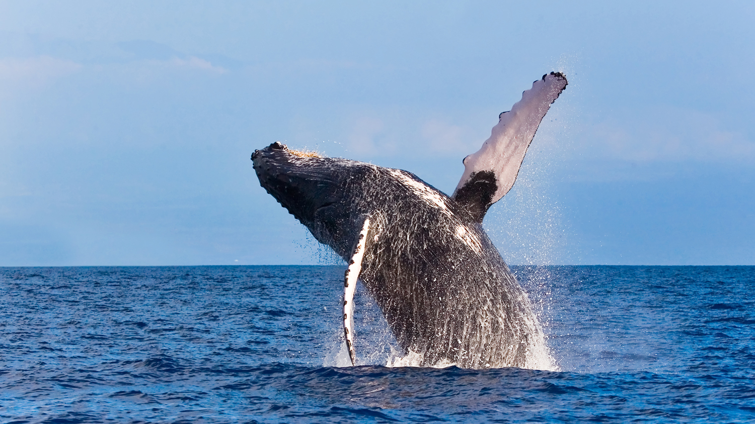 Red de Asistencia a Ballenas Enmalladas (RABEN): 20 Años de Rescate y Compromiso