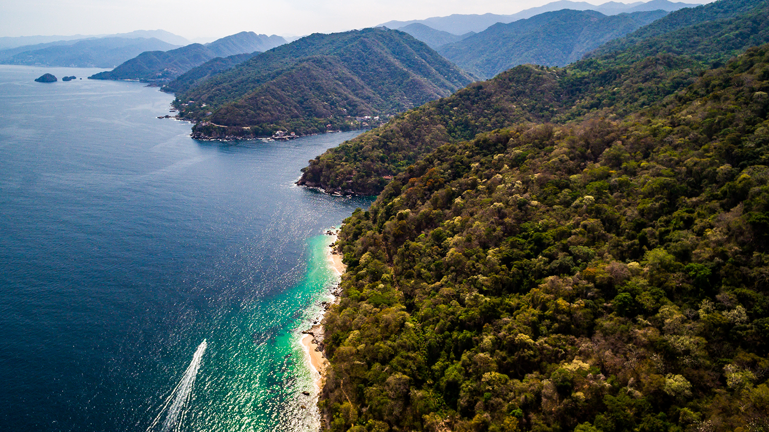 Vuelta a la Bahía de Banderas: Una Odisea por la Conservación de las Ballenas