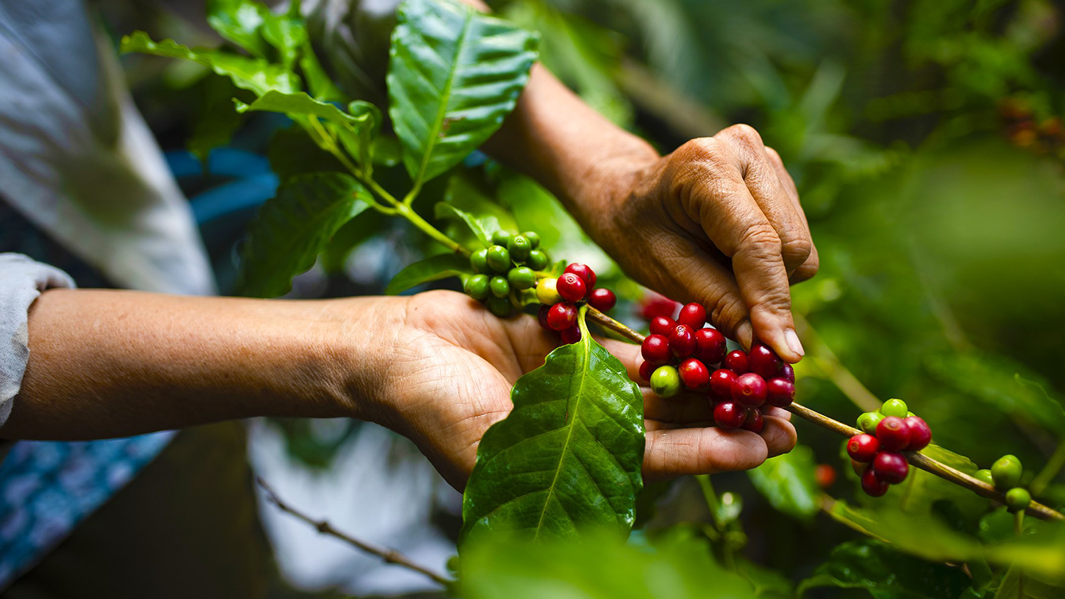Explorando el Café de Altura en Jalisco: Un Viaje Sensorial