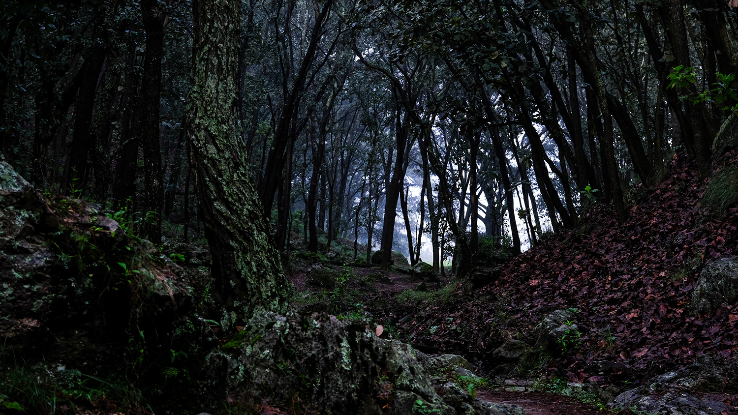 La Fiesta del Bosque: Un Compromiso Histórico y Ambiental