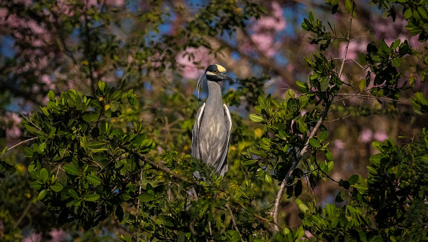 3 Ecoaventuras Imperdibles en Puerto Vallarta