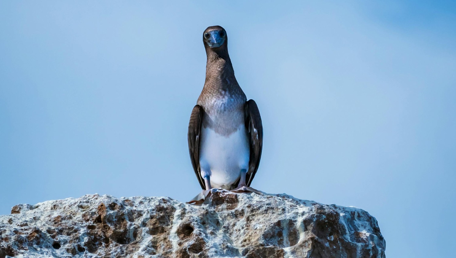 La Elegancia del Pájaro Bobo de Patas Azules en la Riviera Nayarit