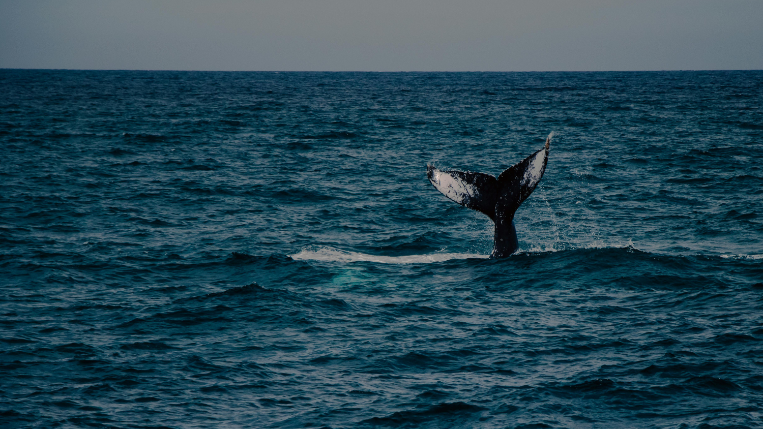 La Iniciativa Nado por las Ballenas Contribuyó al Rescate de 10 Cetáceos en el Pacífico Mexicano