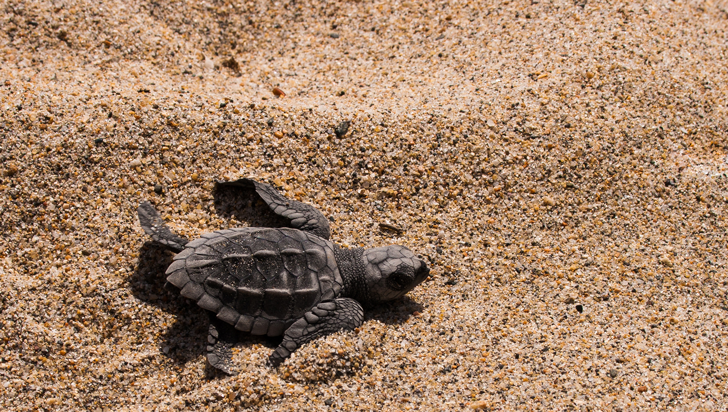 Descubre la Magia de la Liberación de Tortugas en Puerto Vallarta: Consejos para una Experiencia Inolvidable