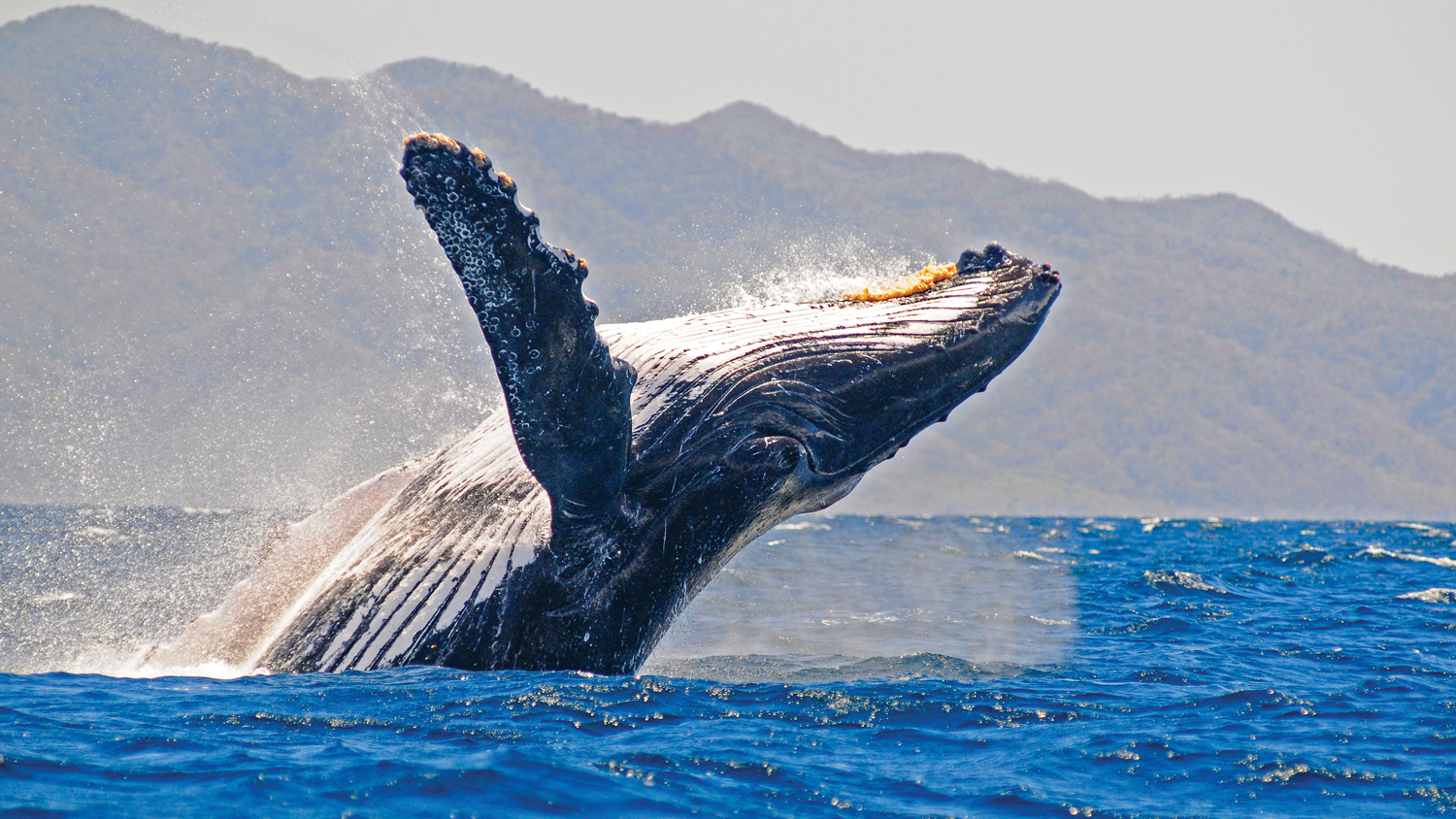 La Majestuosidad de las Ballenas Jorobadas en la Bahía de Banderas: Más Allá del Ballet Acuático de los Saltos, Cantos y Aleteos