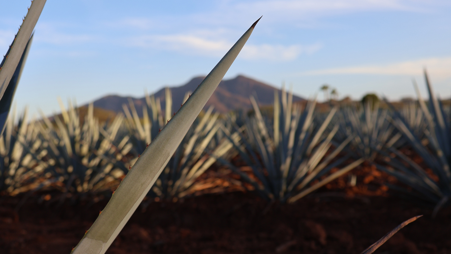 50 Años de la Denominación de Origen Tequila: Un Brindis por México