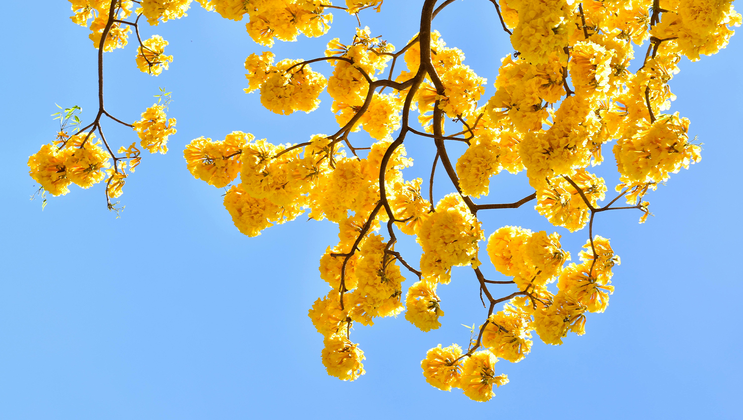 El Resplandor Dorado de la Primavera en Vallarta · Nayarit