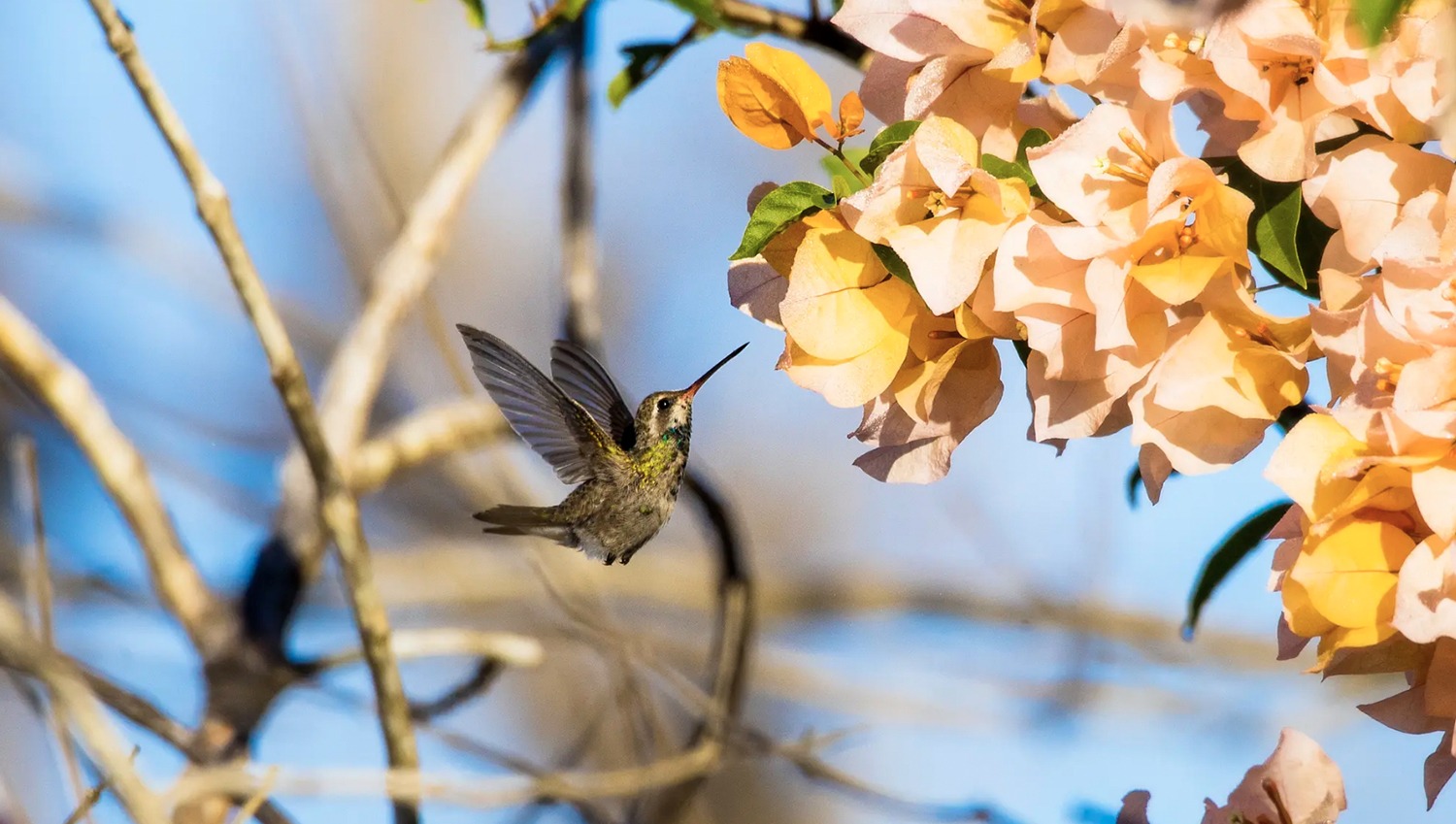 Colibríes en Vallarta · Nayarit: Temporada de Avistamiento y Especies Comunes