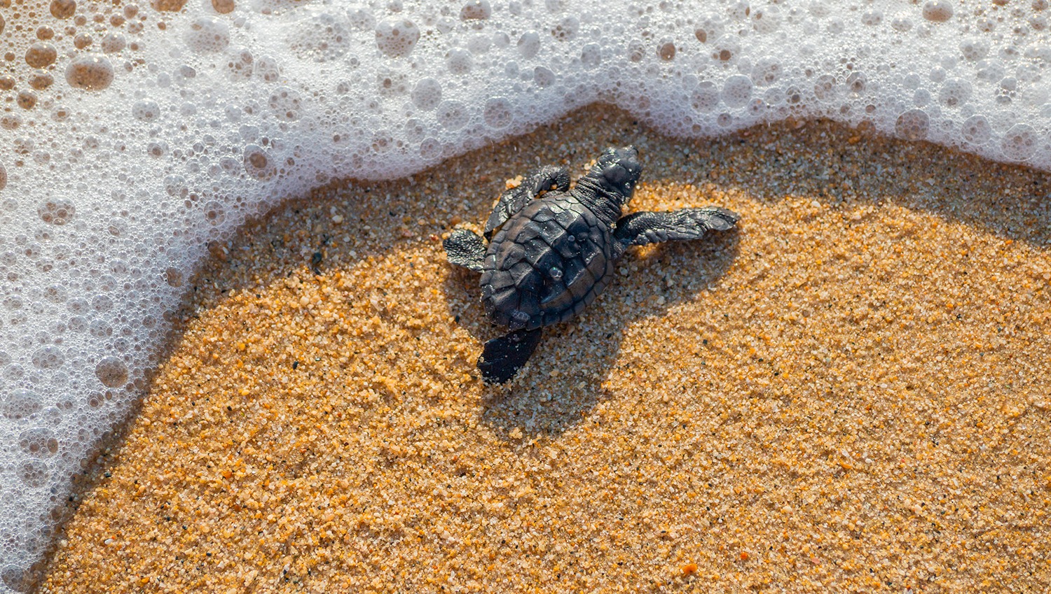 Ritual de Vida: Sitios para Liberar Tortugas de Manera Consciente en Riviera Nayarit