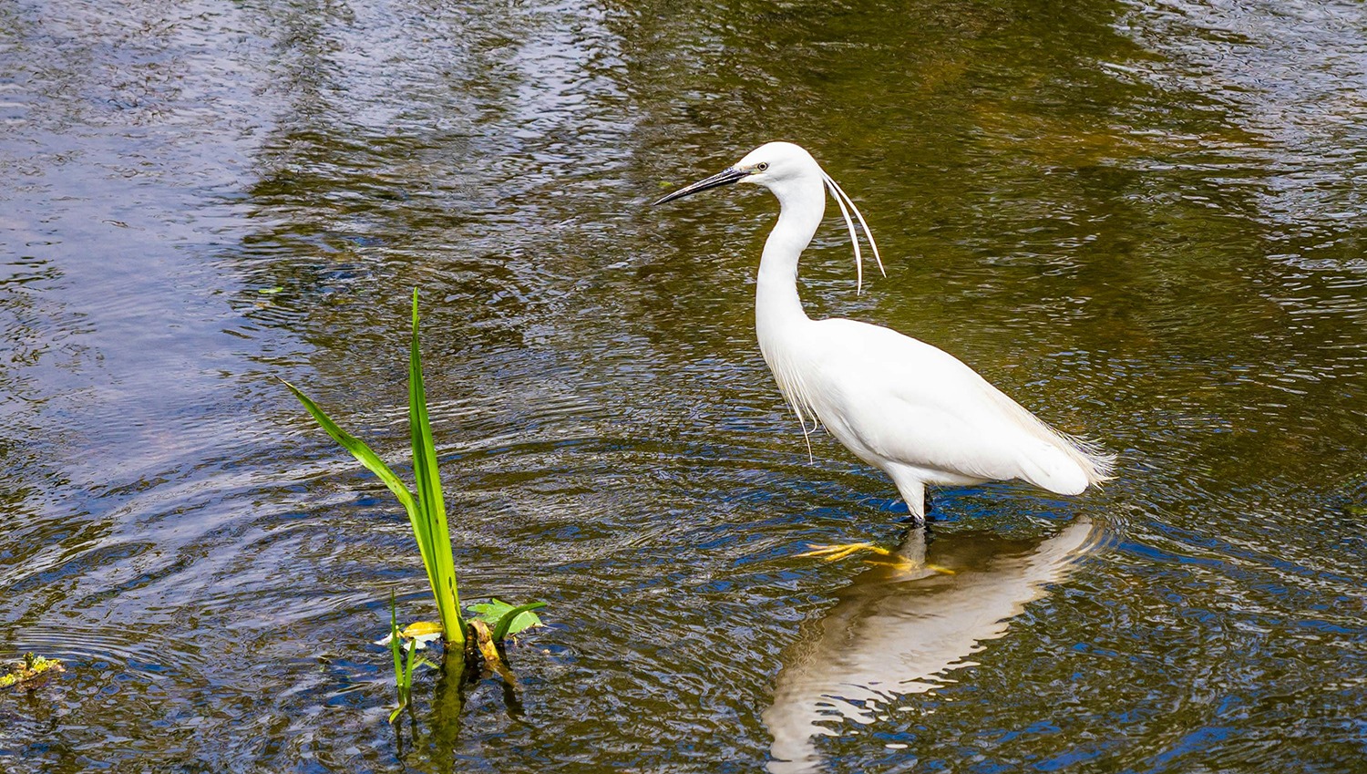 5 Increíbles Lugares para el Avistamiento de Aves en Nuestro Destino
