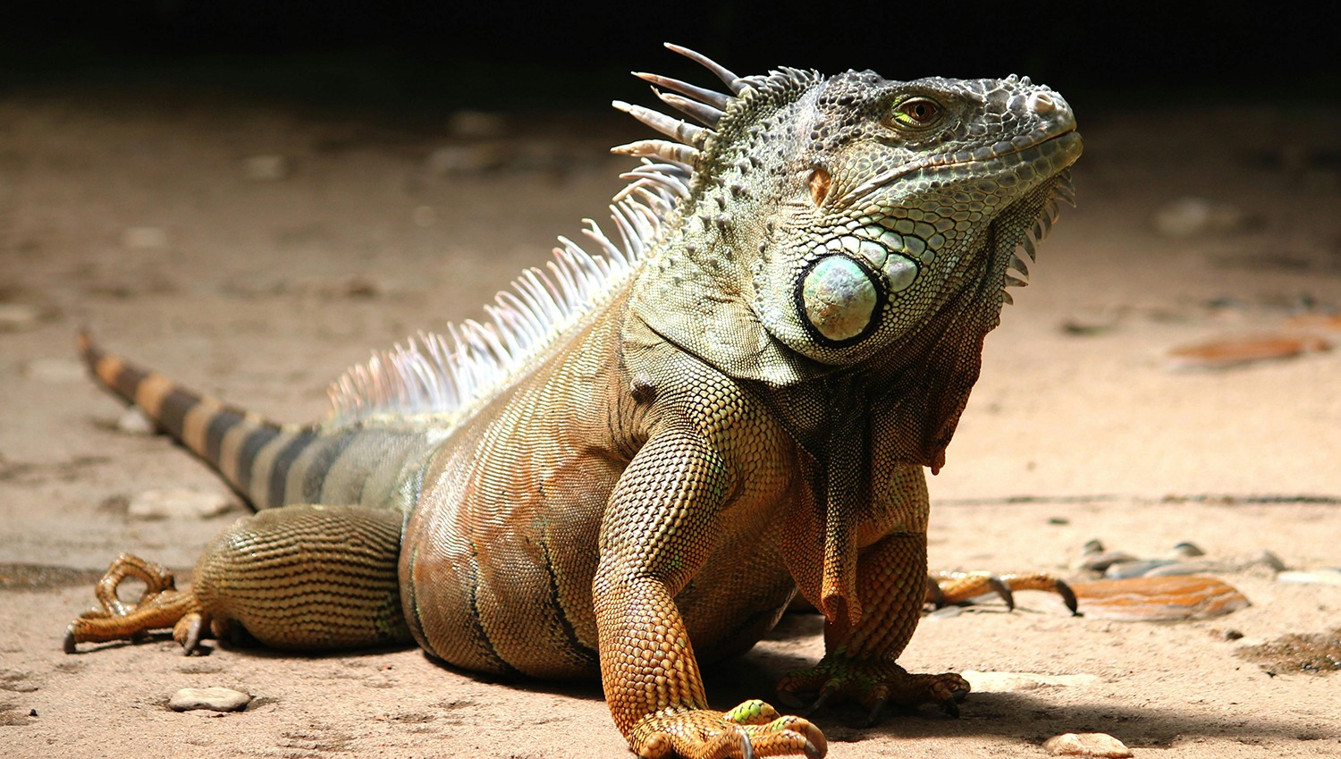 Reinas del Paisaje Urbano: Las Iguanas en Puerto Vallarta y Riviera Nayarit