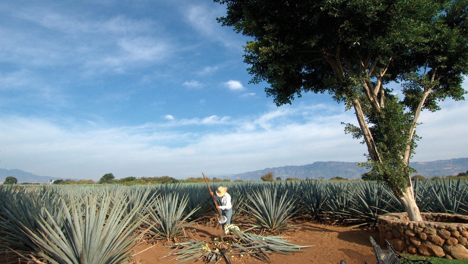 Día Nacional del Tequila: Un Brindis por la Identidad Mexicana