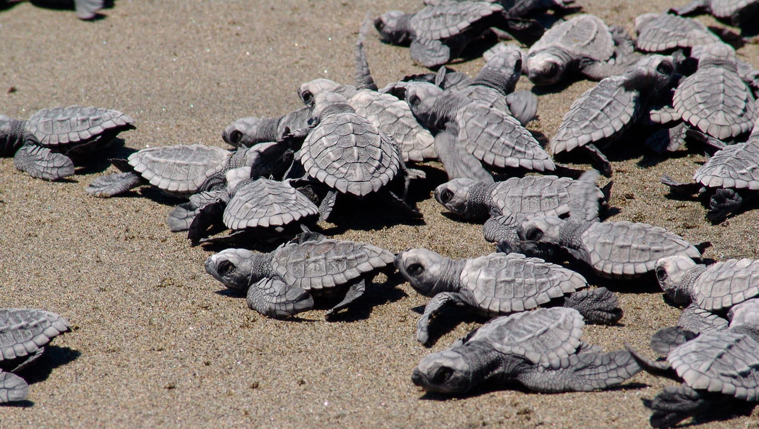 Un Legado que Regresa a Casa: El Ciclo de las Tortugas Marinas en PV