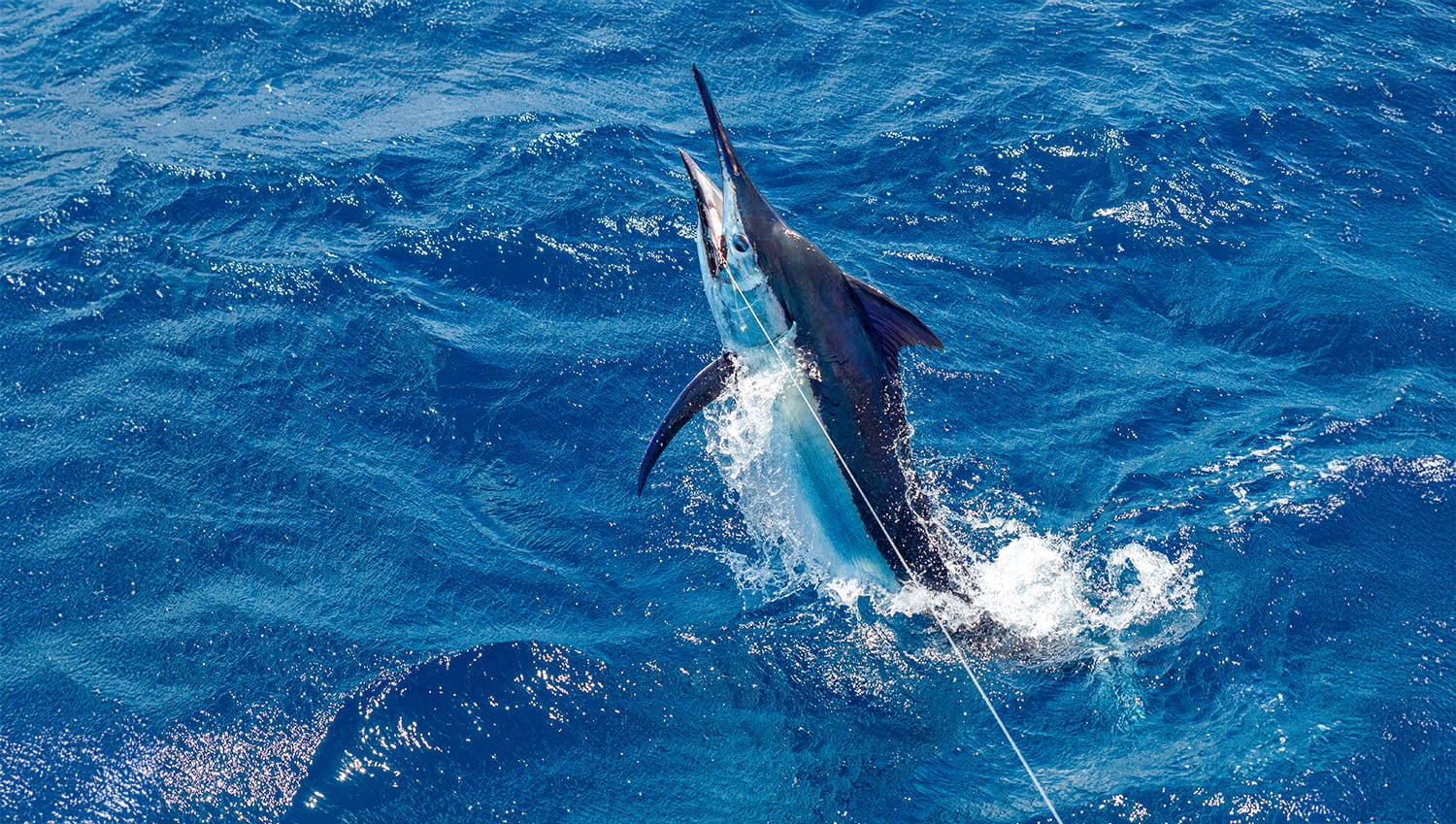 Presentan el 69º Torneo Internacional de Pesca de Marlín y Atún Puerto Vallarta
