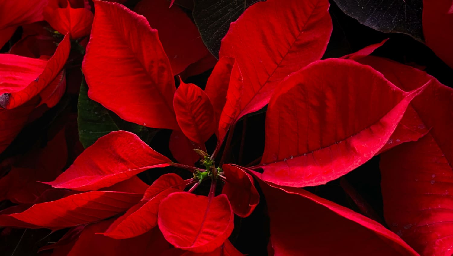 The Poinsettia: The Mexican Symbol That Blooms at Year-End