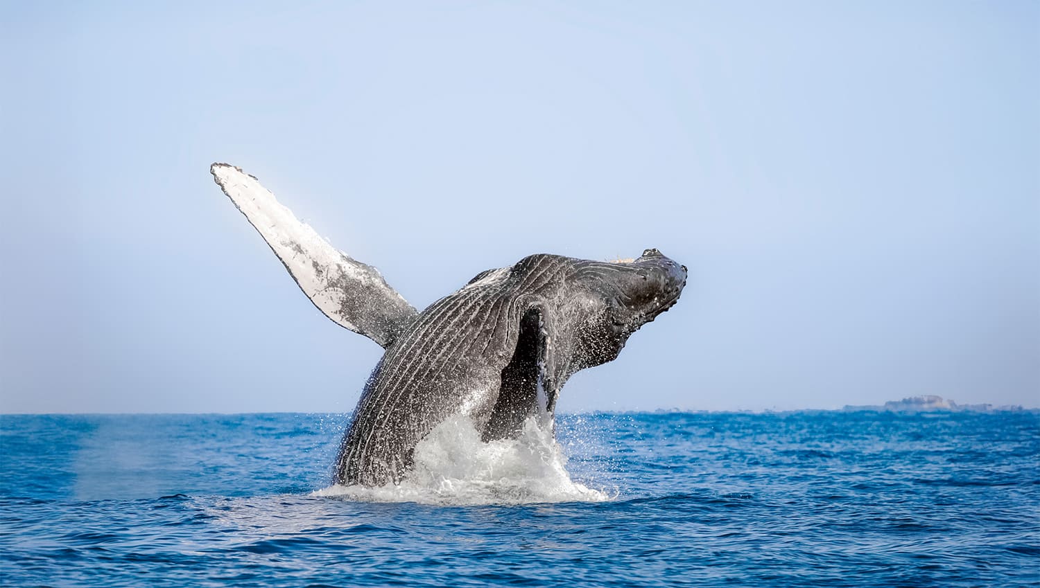 Humpback Whale Season Begins in Banderas Bay and Beyond