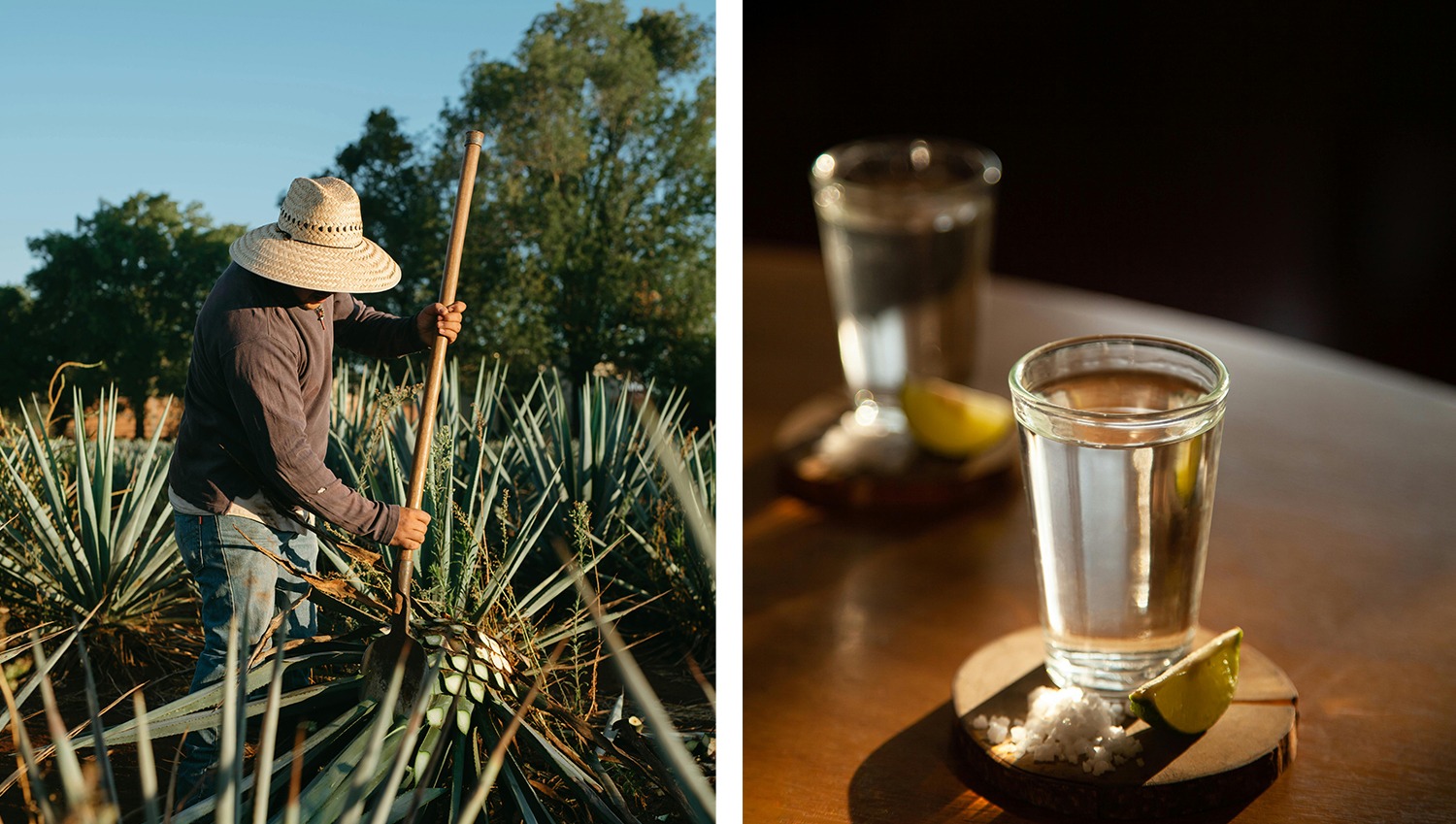 The Raicilla Route in Cabo Corrientes: The Artisanal Spirit of the Pacific