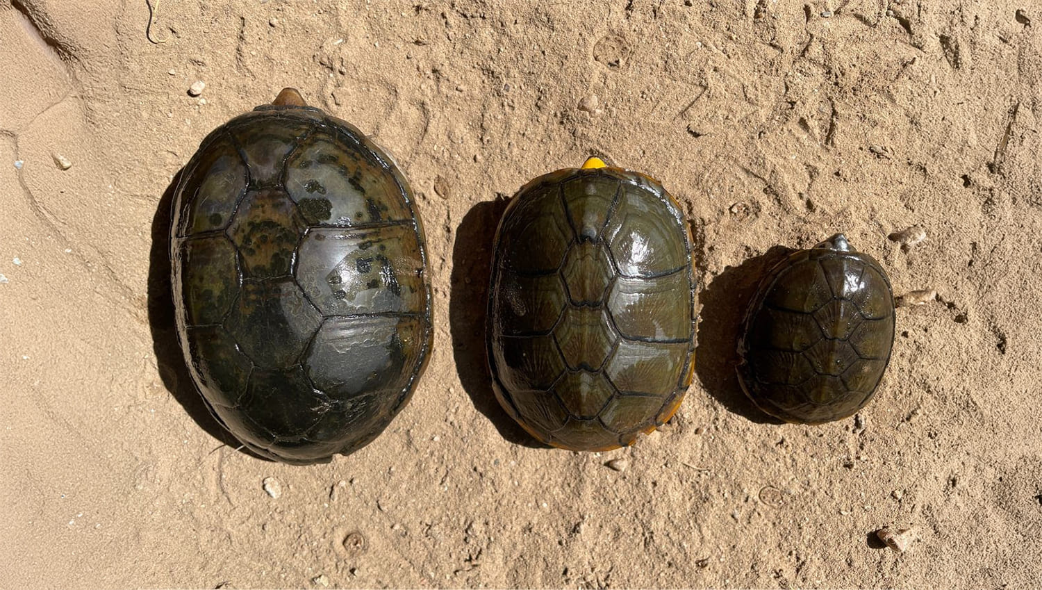PV al Rescate de la Tortuga Casquito de Vallarta