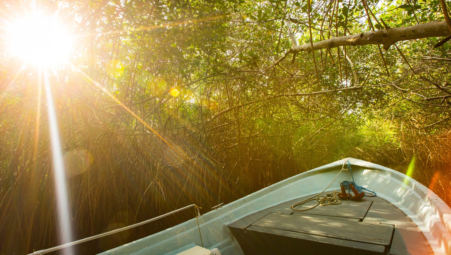El Salado Estuary: The Mangrove Sanctuary Protecting PV