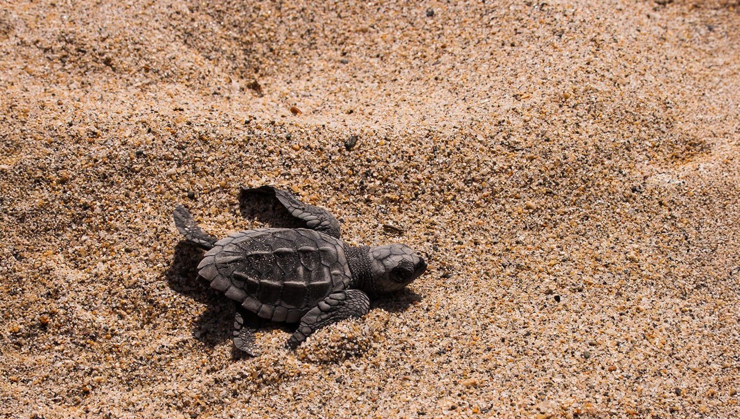 Las Tortugas Marinas que Visitan Vallarta · Nayarit