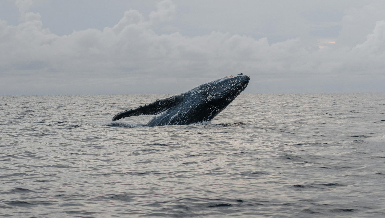 Humpback Whales in Banderas Bay: A Historic 2025-2026 Season