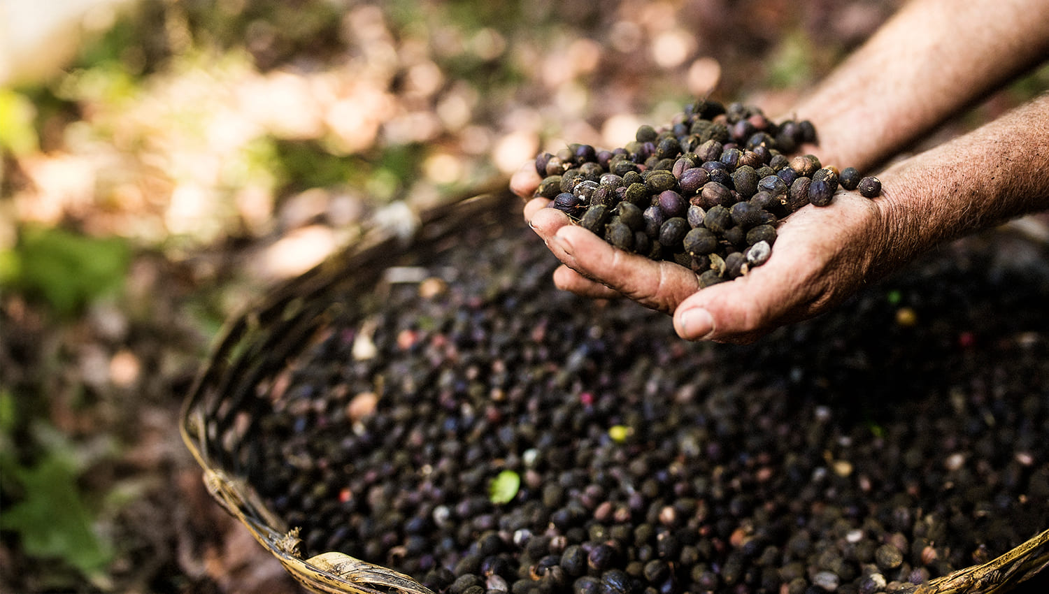 Coffee, Tobacco, and Rural Tourism: A Sensory Journey Through Riviera Nayarit