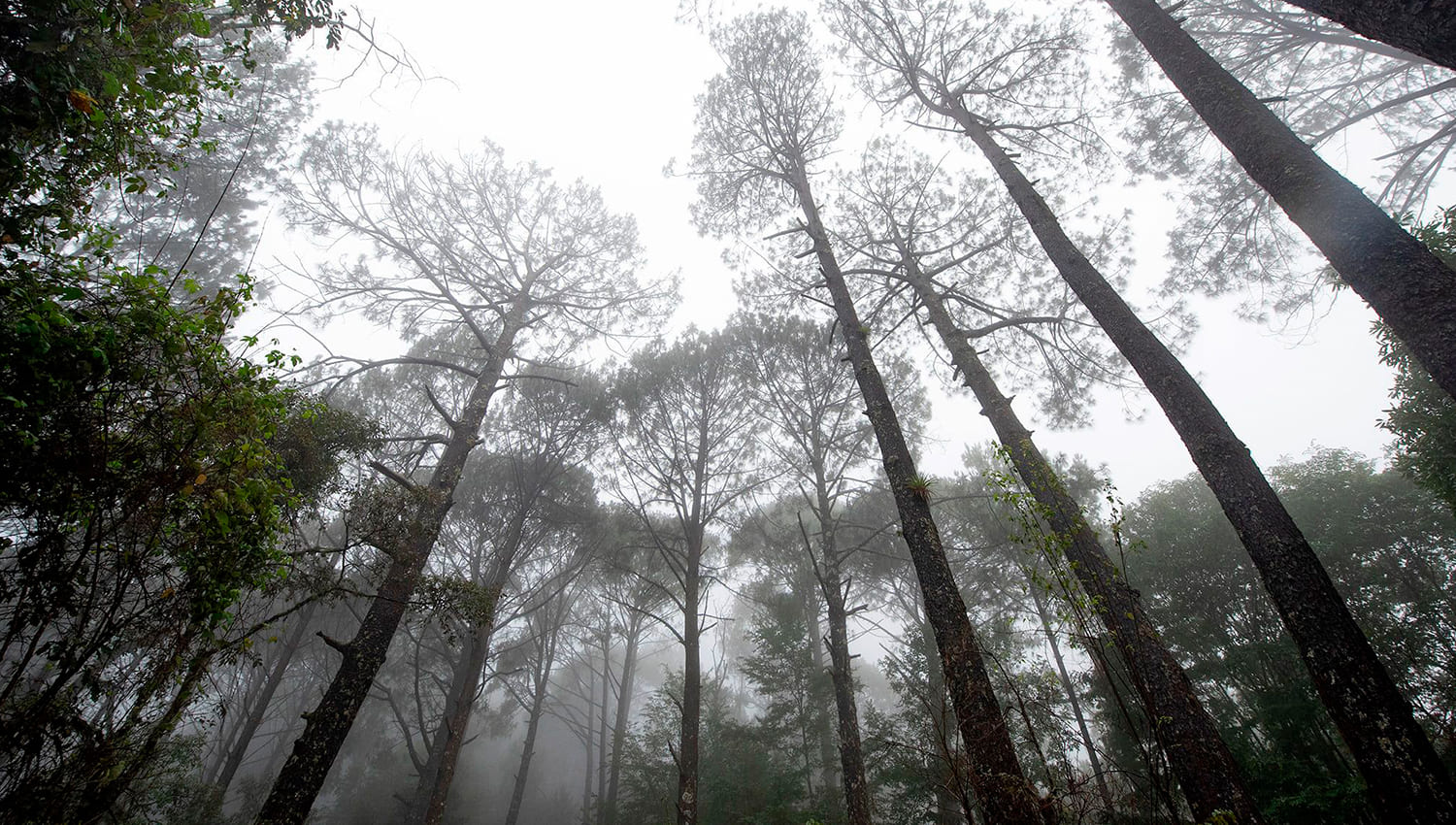 Rain and Mist: The Magic of the Sierra Madre Occidental This Season