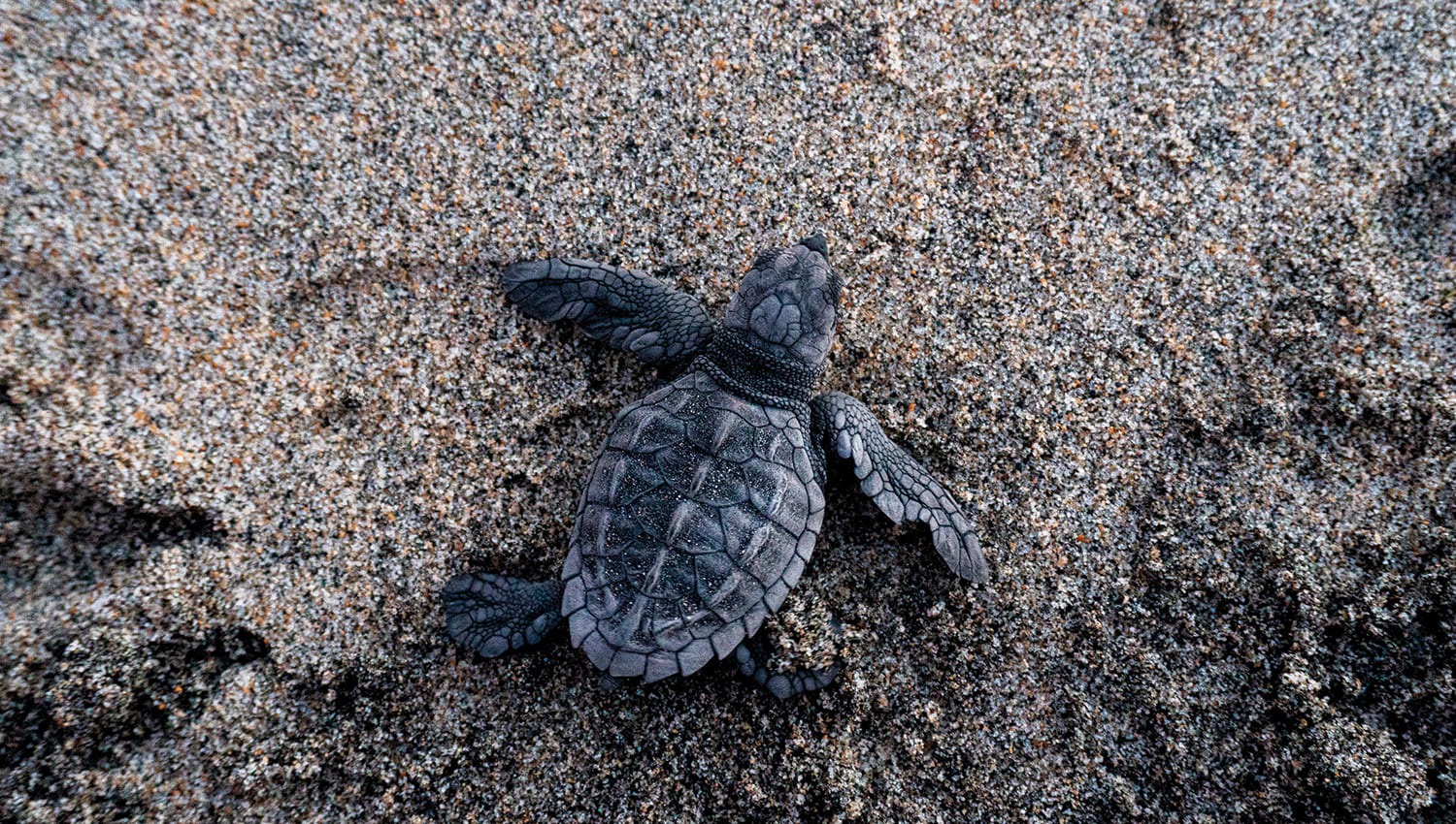 Regreso al Mar: Una Nueva Temporada de Tortugas en Puerto Vallarta