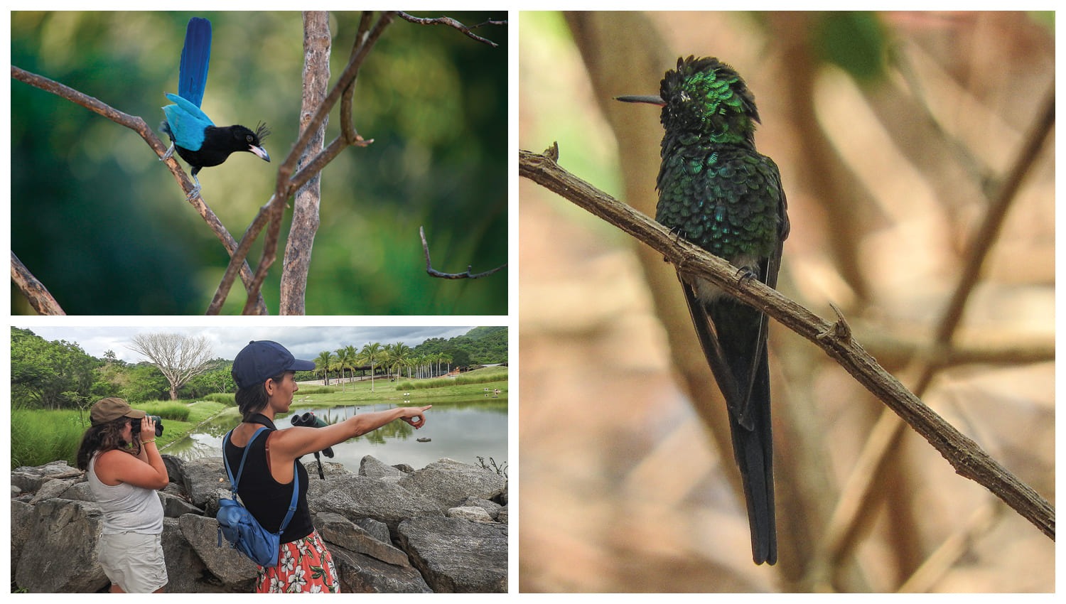 Observatorio de Aves de San Pancho: Proteger la Naturaleza como Legado para las Generaciones Futuras