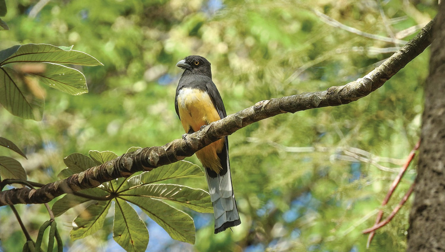 San Pancho Celebra la Riqueza Natural de las Aves Migratorias
