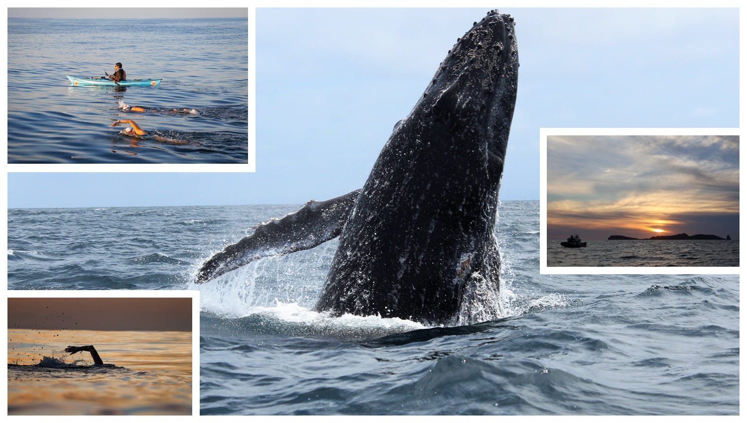 Nado por las Ballenas: Esfuerzo Colectivo en Pro de la Conservación Marina